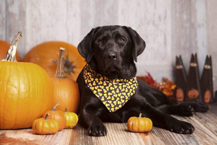 The BC SPCA wants to remind people to not feed their pets Thanksgiving food. 