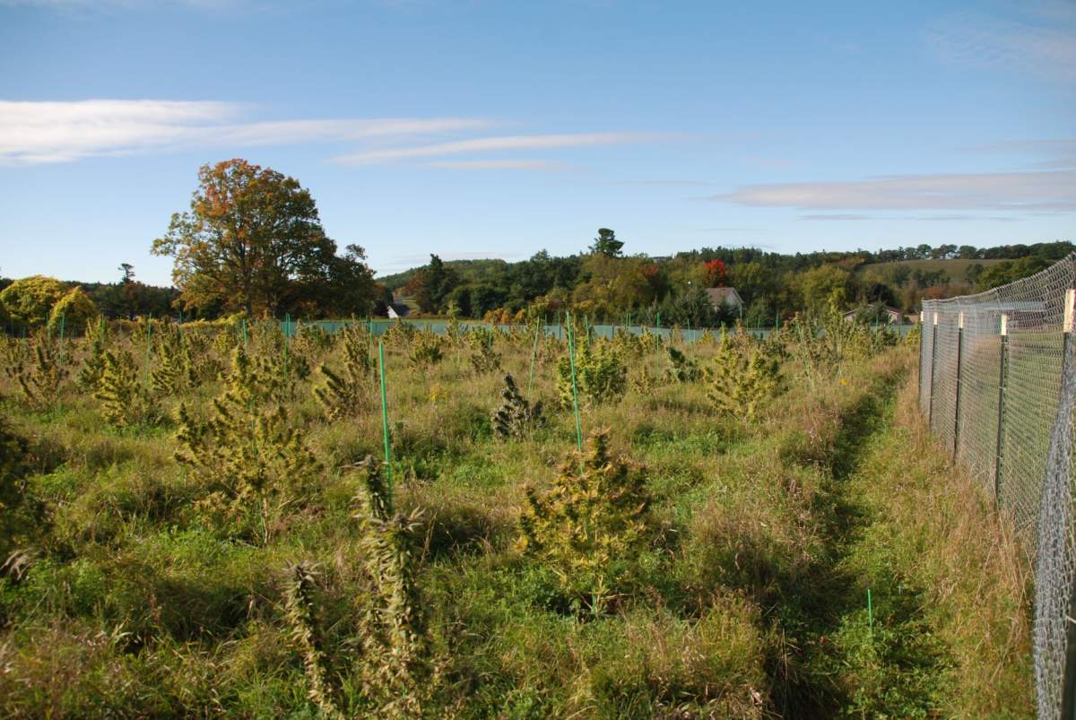 Northumberland OPP seized hundreds of marijuana plants from a property in Hamilton Township on Thursday.