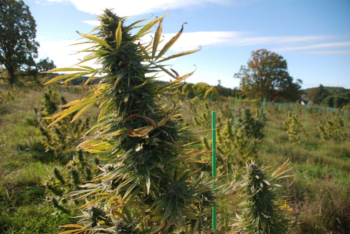 OPP seized hundreds of marijuana plants from a property in Hamilton Township on Thursday.