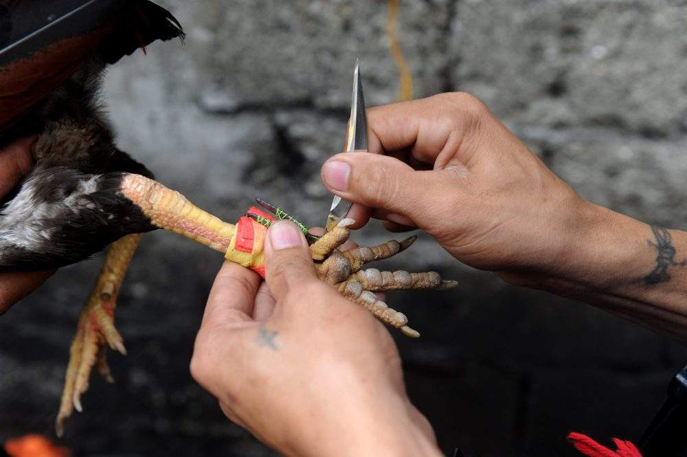 A rooster is fitted with a razor sharp blade in Manila in this file photo from Aug. 10, 2014.