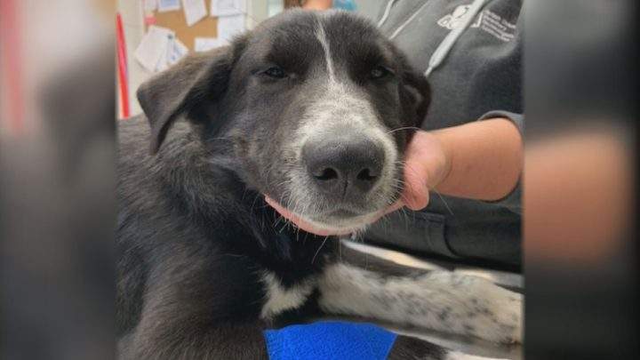 Nelson fell off a back of truck on Oct. 7, the SPCA is asking the public for help.