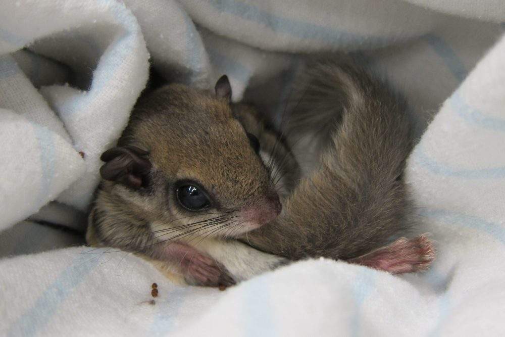 A baby flying squirrel is shown in this file photo from Sept. 25, 2013.