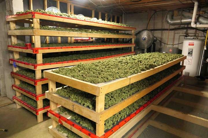 A photo of the illegal cannabis operation in York Region.