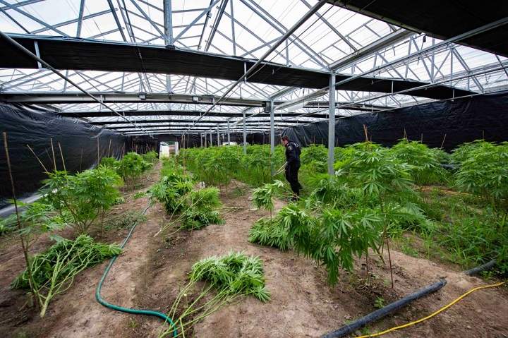 A photo of the illegal cannabis operation in York Region.