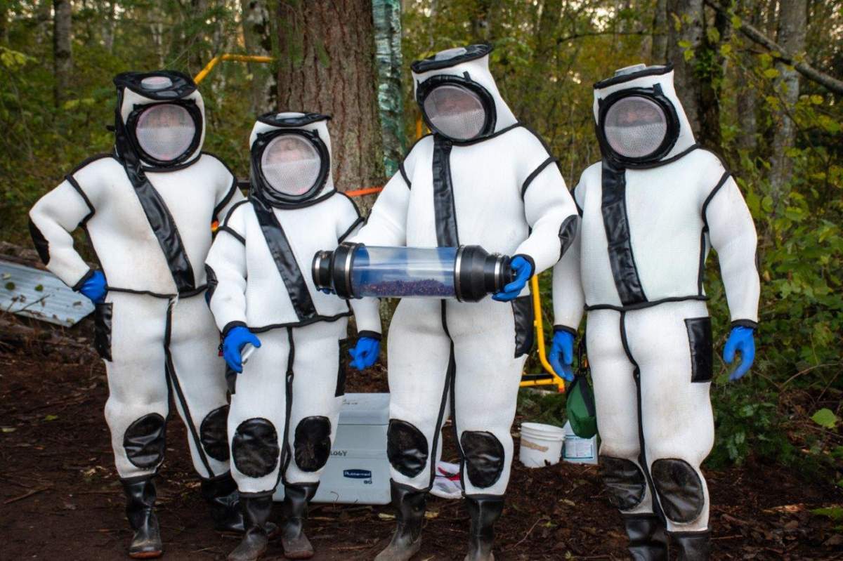 Entomologists hold a canister containing dozens of Asian giant hornets after eradicating a nest in Washington state on Oct. 24, 2020.