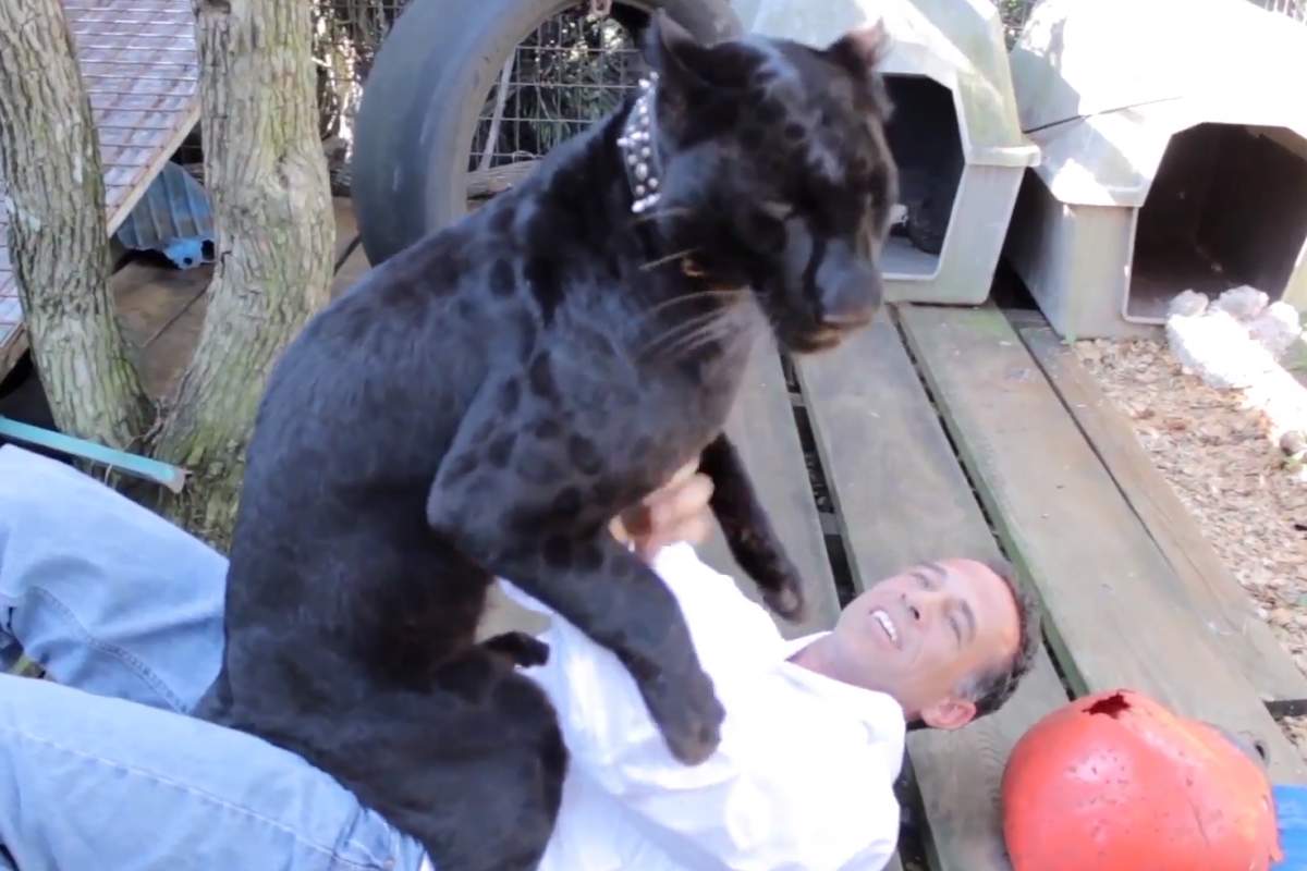 Michael Poggi, owner of Poggi's Animal House in Davie, Fla., is shown  with a black leopard at his zoo in Davie, Fla.