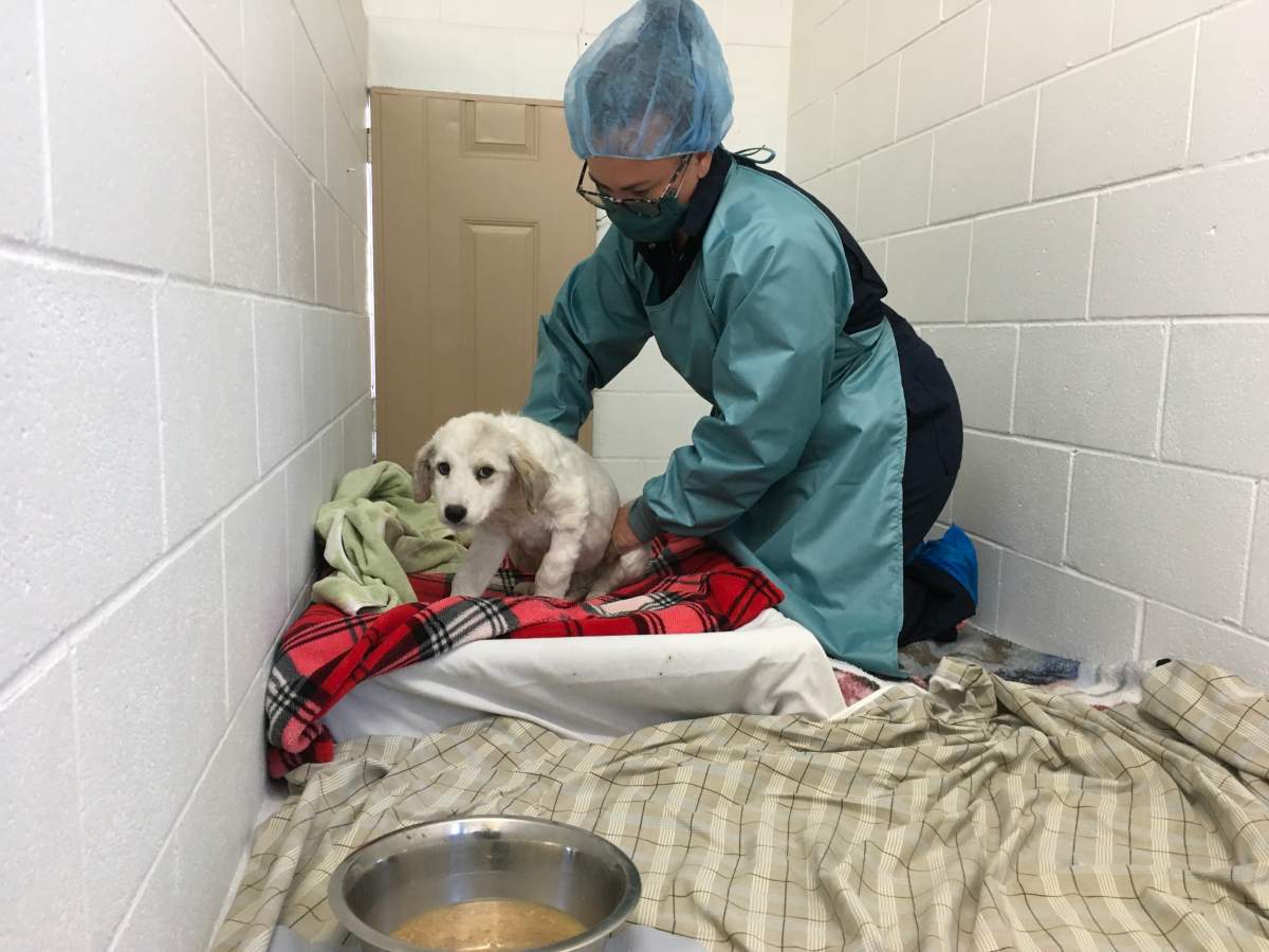 Nineteen puppies and one adult dog are still currently hospitalized and receiving treatment. Six are stabilized and recovering in shelters.