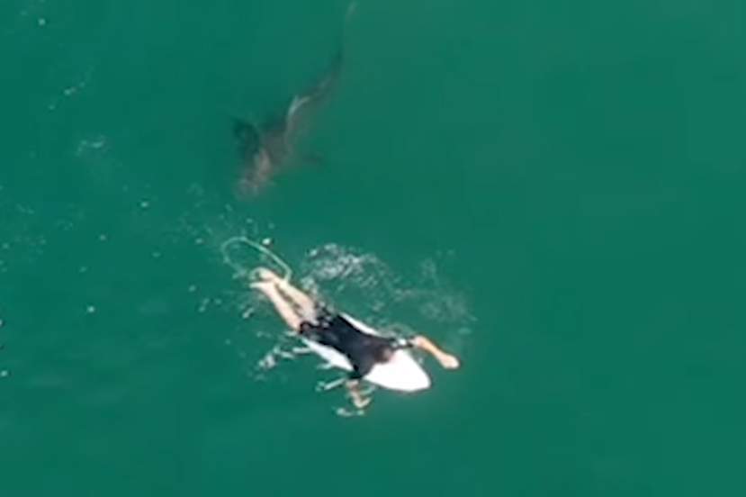Surfer Matt Wilkinson is shown with a white shark off Sharpes Beach in Ballina, New South Wales, Australia on Oct. 7, 2020.