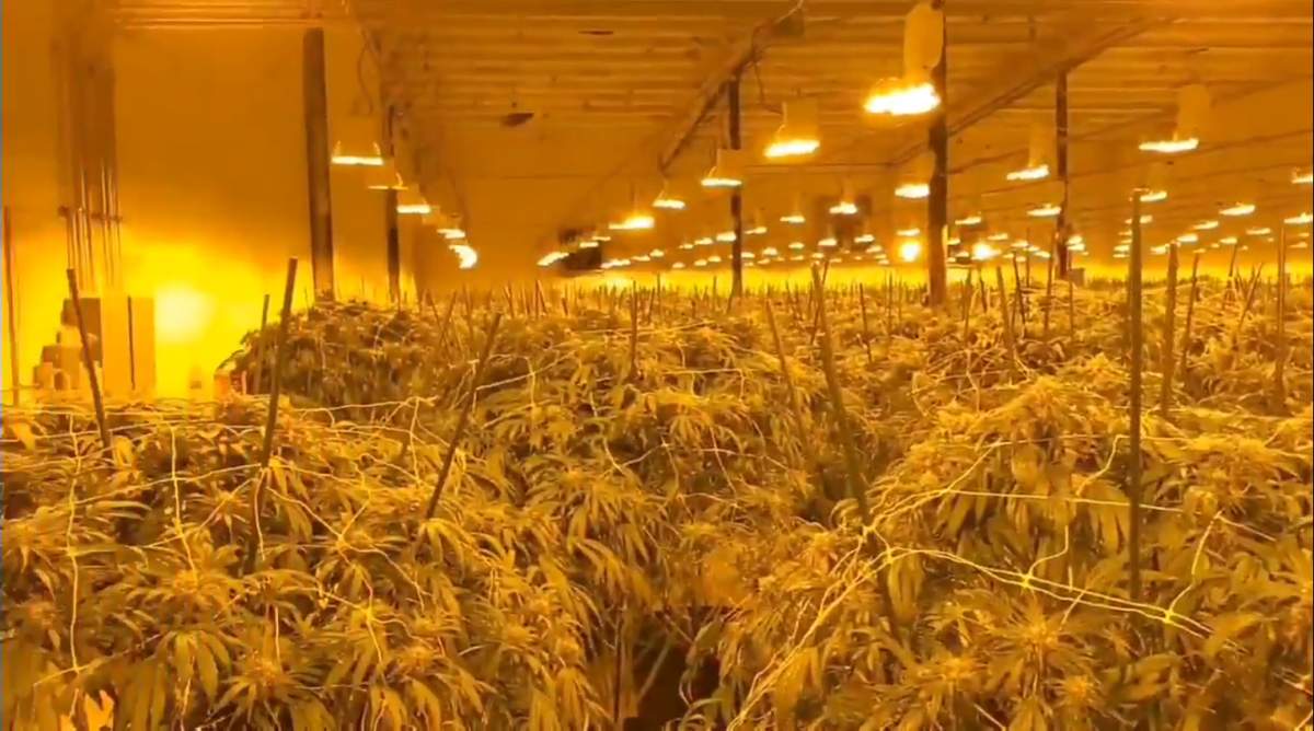 OPP say 'hundreds' of unlicenced pot plants were seized in a raid at a Norfolk county address on Wednesday Oct.7, 2020.