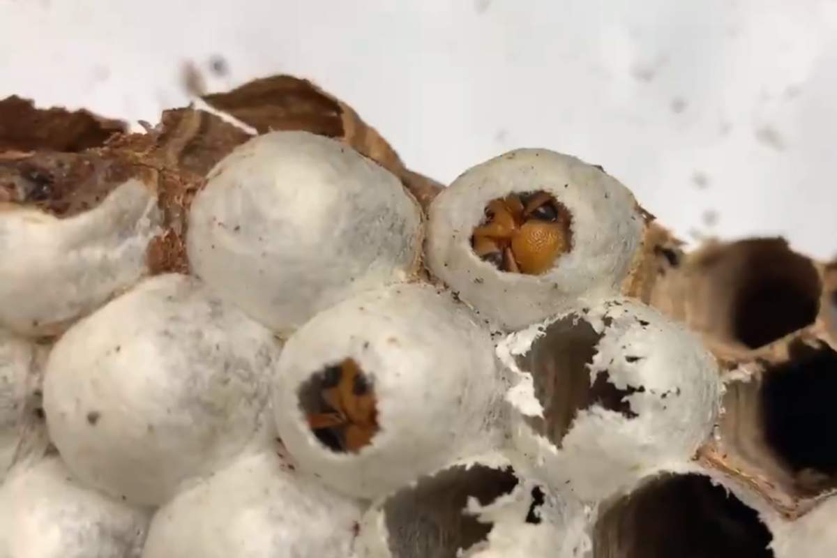 Two young Asian Giant hornets are shown inside the cells of a ruined nest in Washington state on Oct. 29, 2020.