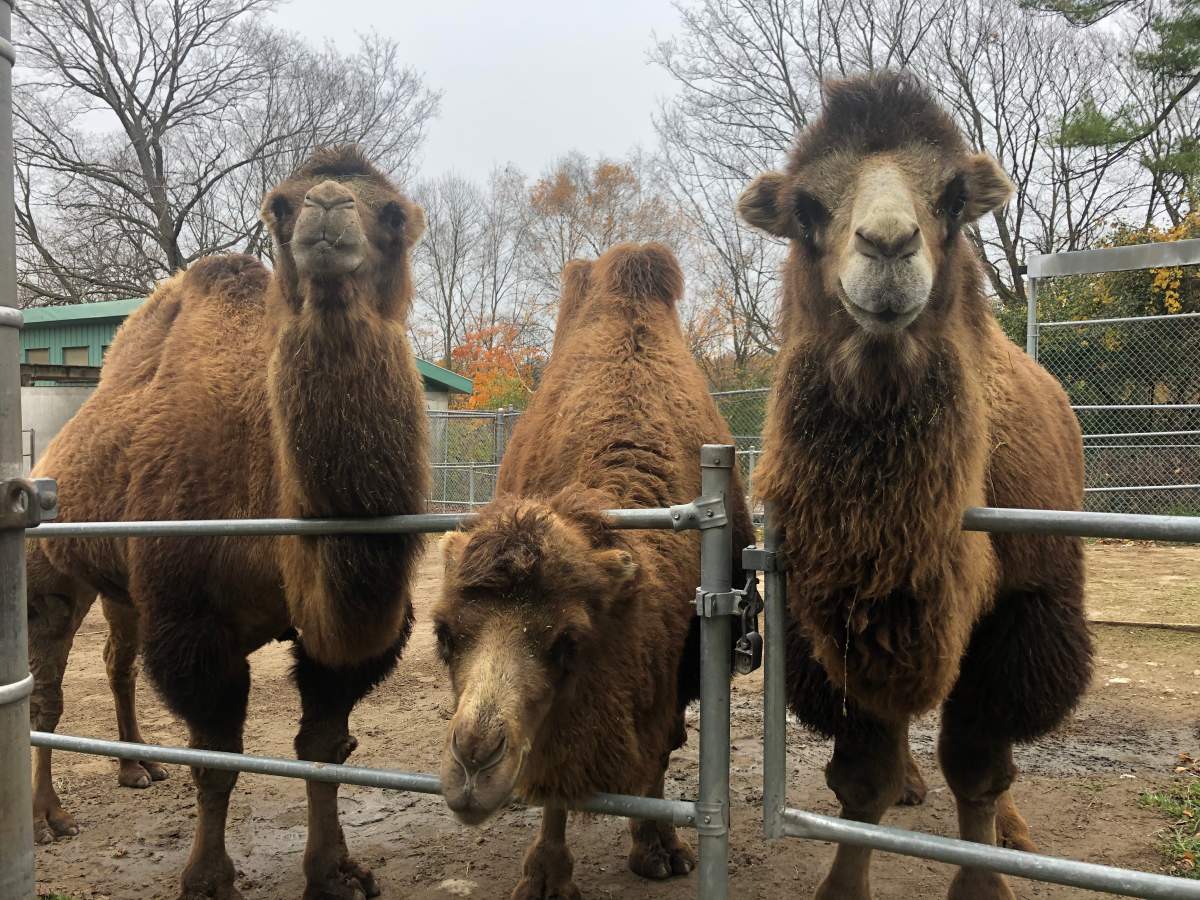 Camels at Riverview Park & Zoo