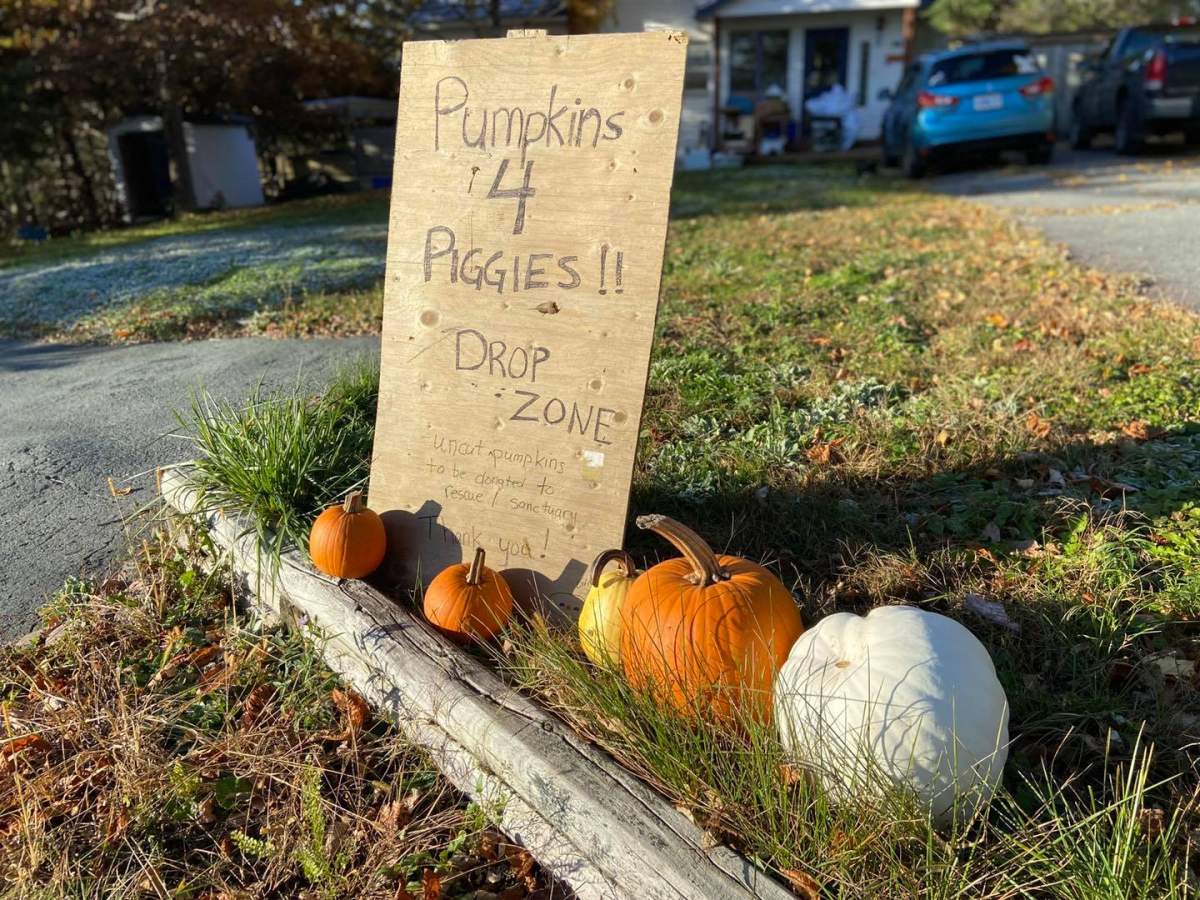 Drop off your uncarved pumpkins at 2 Oakes Road in Fall River, N.S., by Wednesday morning