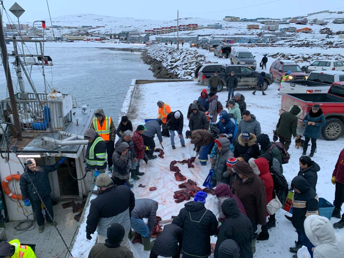 Iqaluit residents get their share of freshly-caught walrus, after the community’s annual walrus hunt wrapped up a successful harvest, on Wednesday, October 28, 2020. (THE CANADIAN PRESS/Emma Tranter)