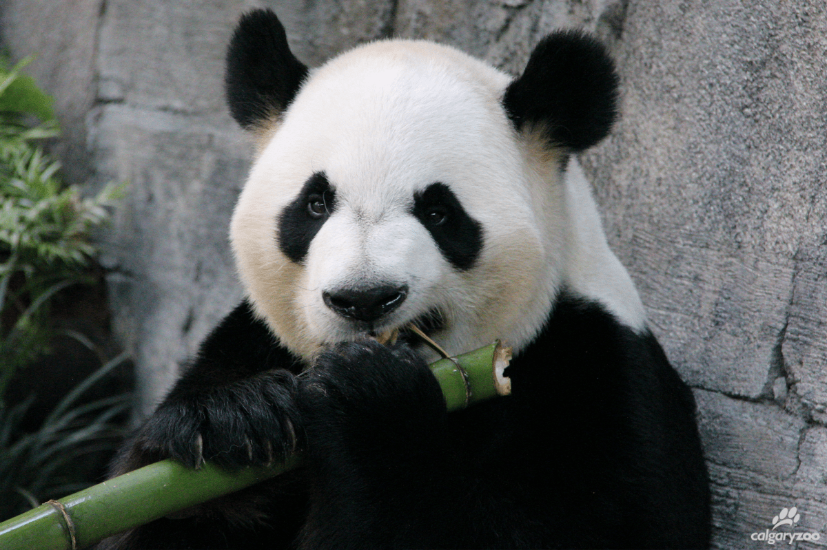 Giant pandas Er Shun and Da Mao safely home in China after Canadian stay - image