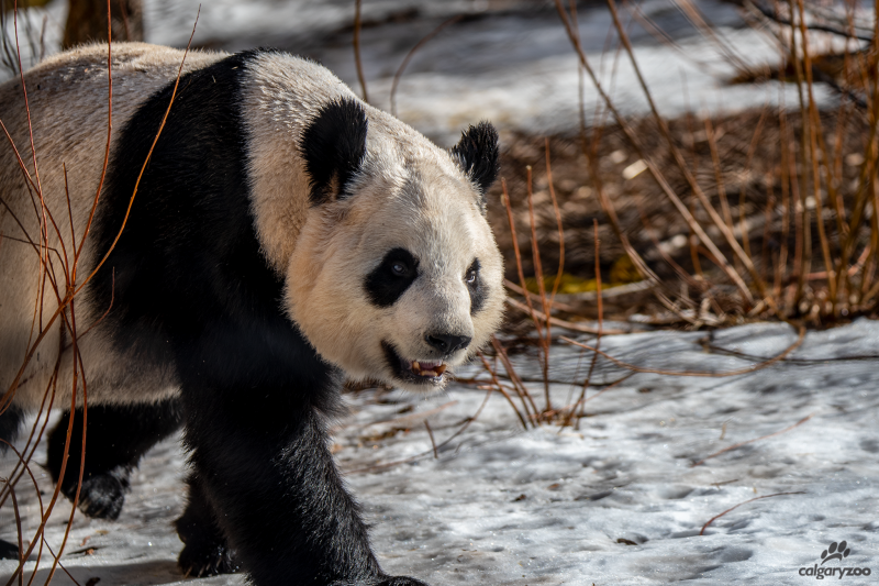 Er Shun is shown in a photo from The Calgary Zoo.