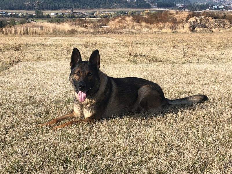 A photo of Kelowna Police Service Dog Fitz.