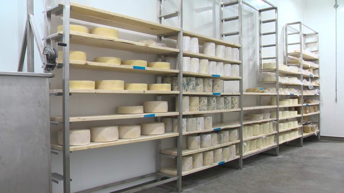 Cheese aging at Lakeside Dairy before it is ready for sale.