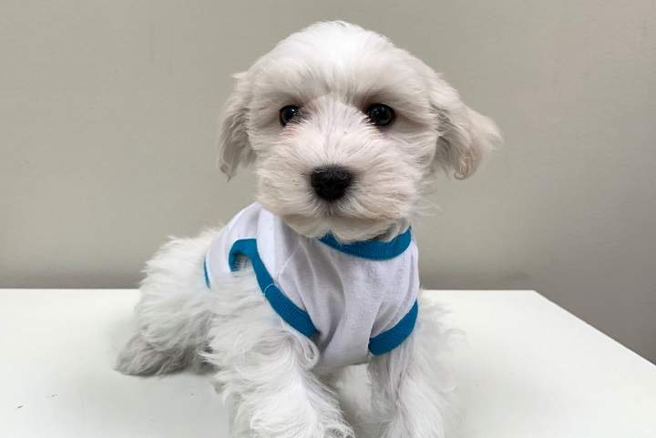 An undated photo of the puppy police allege was stolen.