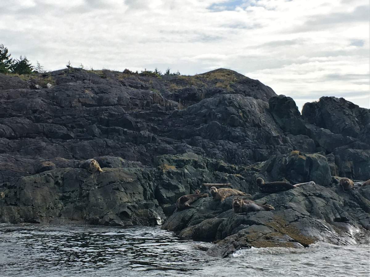 The BC Parks Foundation says West Ballenas Island is one of the most biodiverse sites in the Salish Sea.