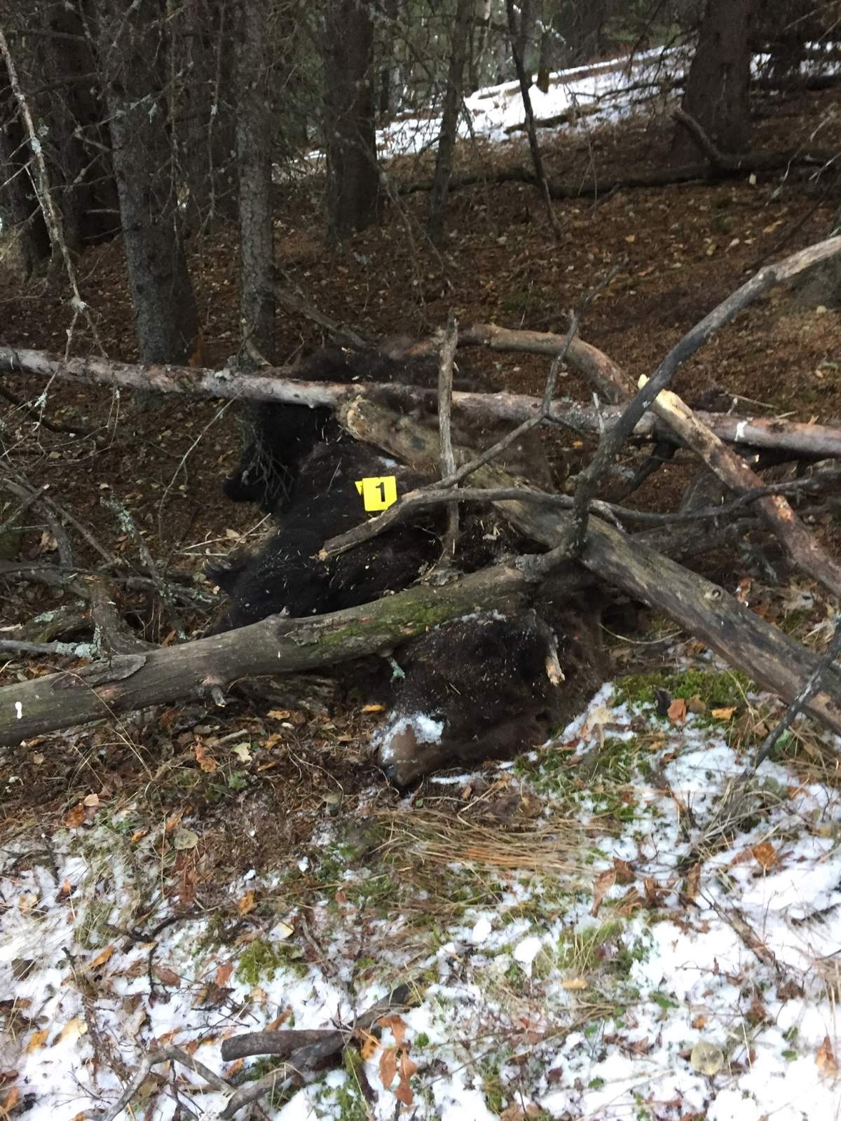 Alberta Fish and Wildlife says two men have been fined $22,000 for the illegal killing of a grizzly bear in November 2018.