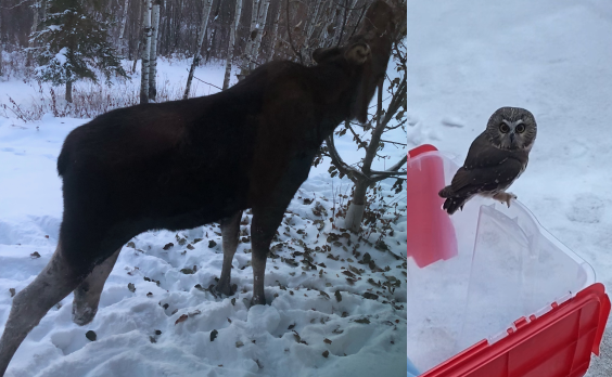 A three-legged moose and a baby owl are just a few of the animals making waves in the Edmonton area this weekend. 