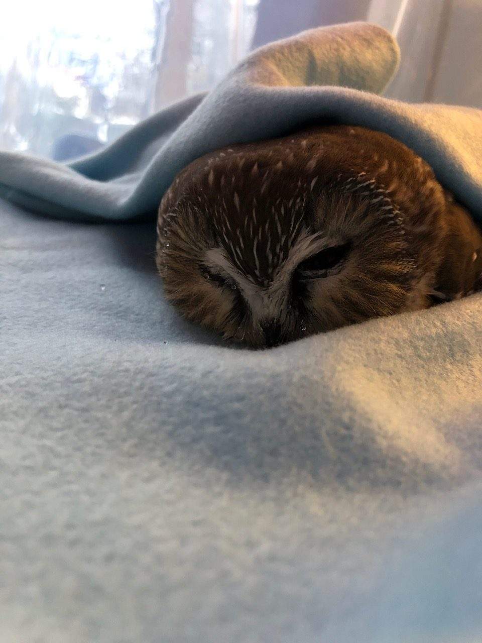 A stunned baby owl was rescued and released in Edmonton earlier this week.