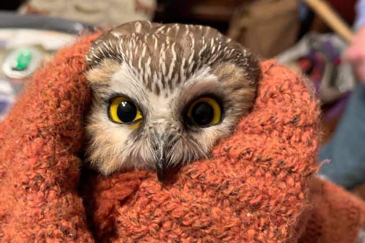 A saw whet owl is shown after it was saved from the branches of a Christmas tree at Rockefeller Center in New York City on Nov. 17, 2020.