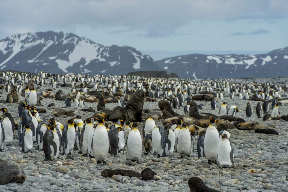 Antarctic fur seals and king penguins are shown on a beach at Salisbury Plain on South Georgia Island, Sub-Antarctica.