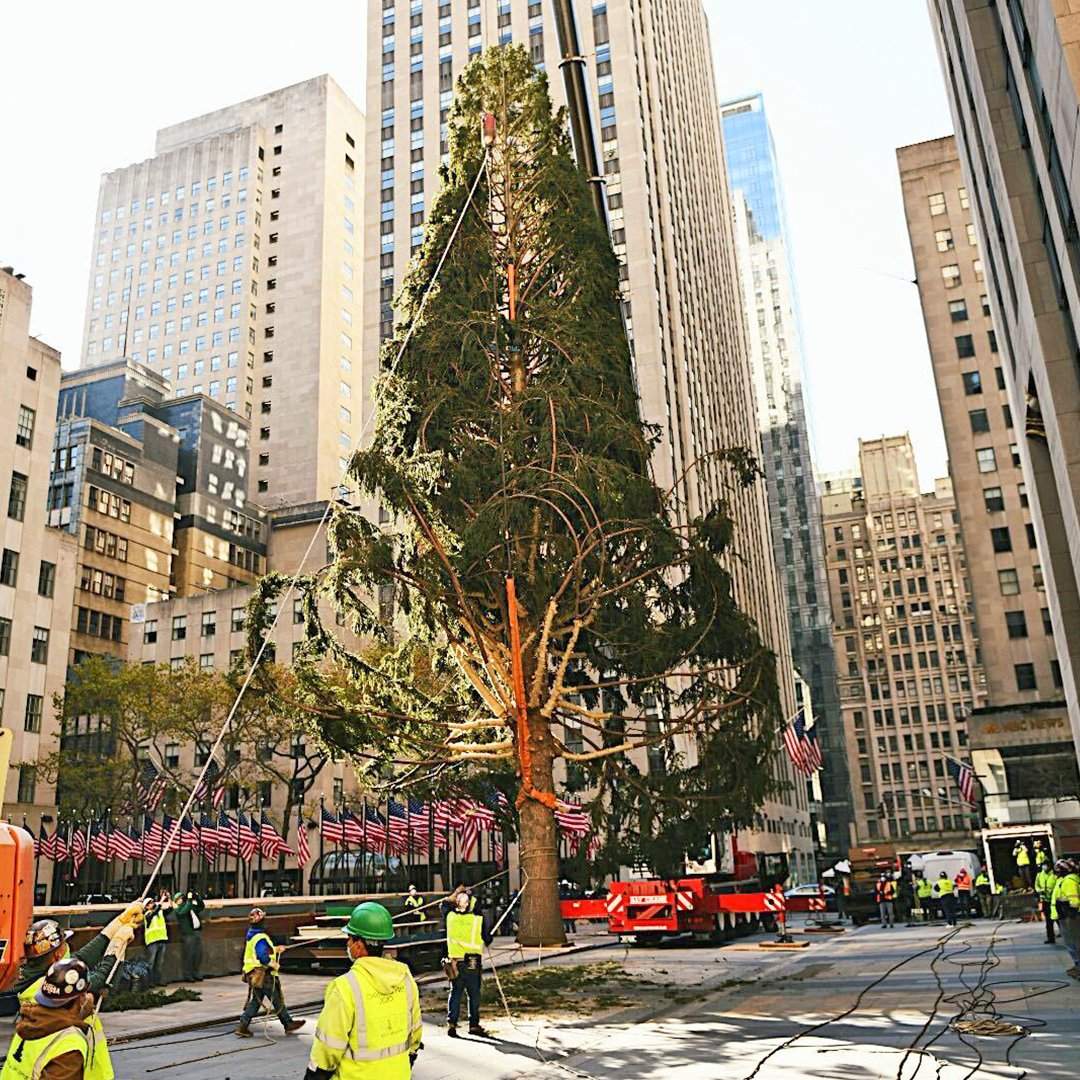 A Northern Spruce is shown at the Rockefeller Center ahead of holiday celebrations on Nov. 14, 2020.