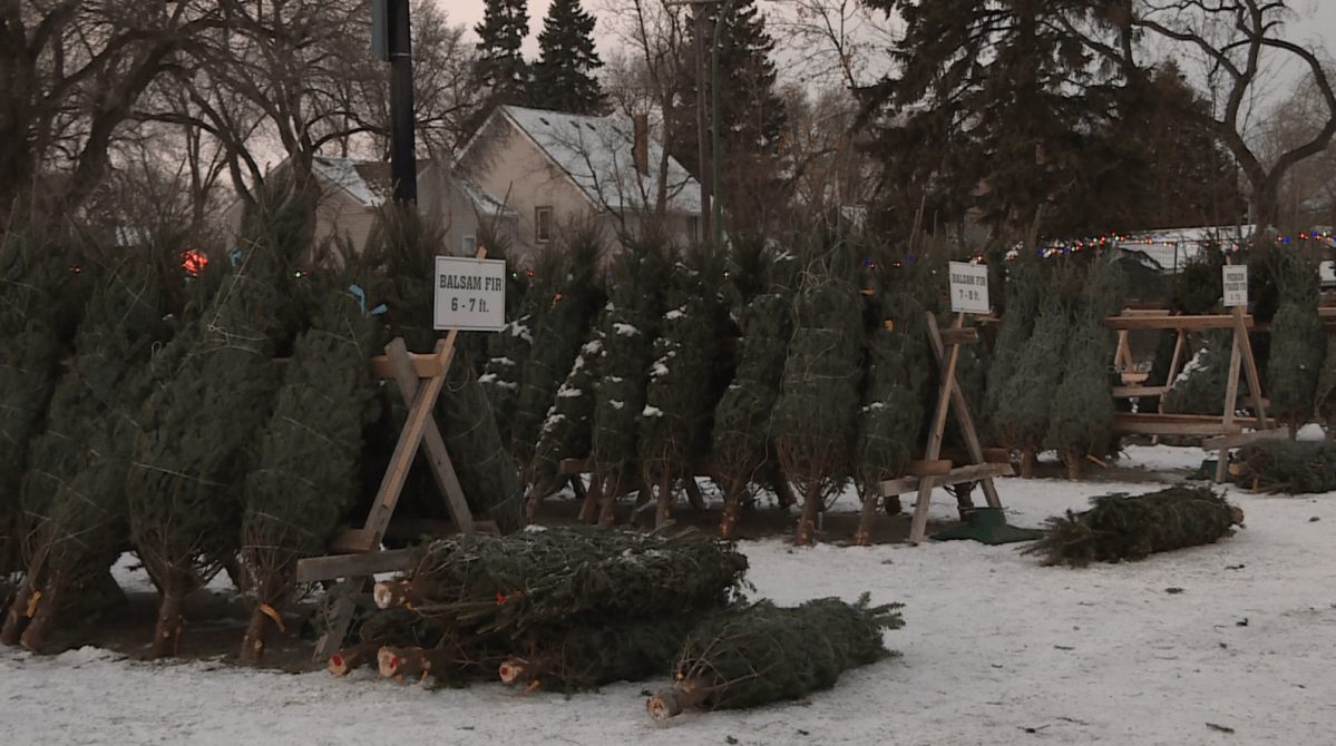 The trees available for pre-order at the Winnipeg 67th Scout Group tree lot.