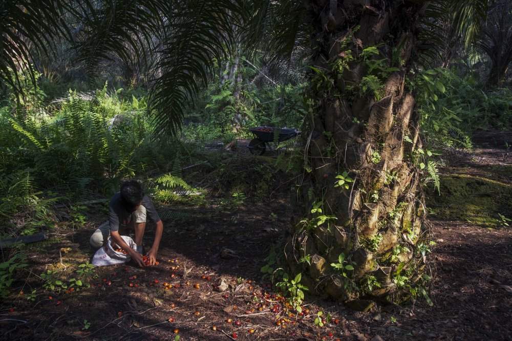 A boy collects palm kernels from the ground at a palm oil plantation in Sumatra, Indonesia, Wednesday, Feb. 21, 2018. Indonesian government officials said they do not know how many children work in the country’s massive palm oil industry, either full or part time. But the U.N.’s International Labor Organization has estimated 1.5 million children between 10 and 17 years old labor in its agricultural sector.