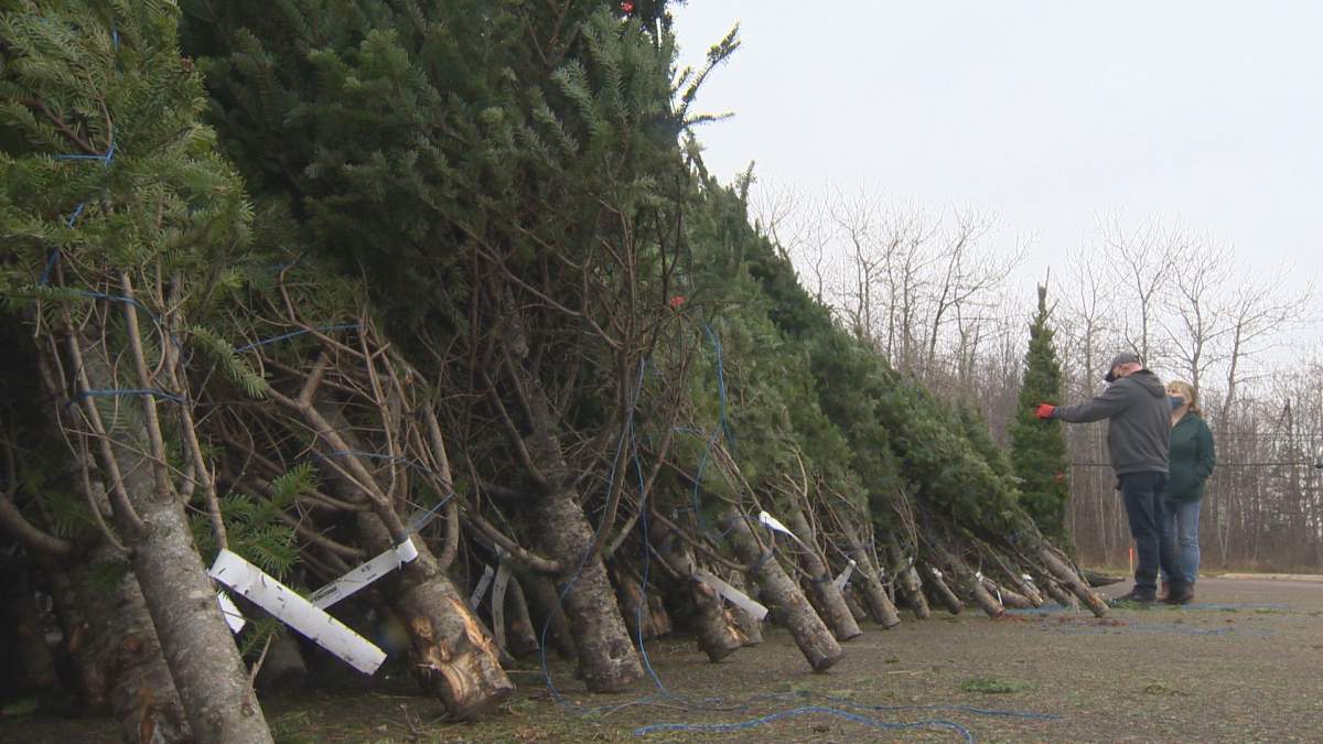 The Winnipeg Fire Paramedic Service is warning Winnipeggers about the fire hazards of real Christmas trees.