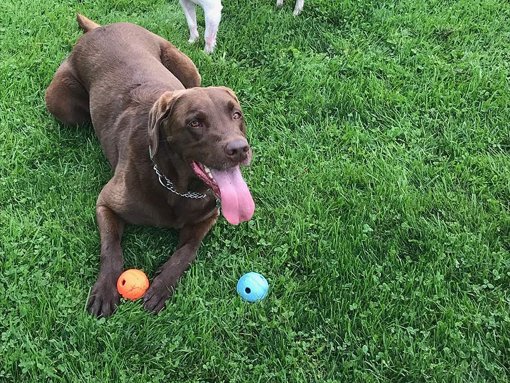 Seen here with two balls, Jack died of asphyxiation after a ball lodged in his throat.