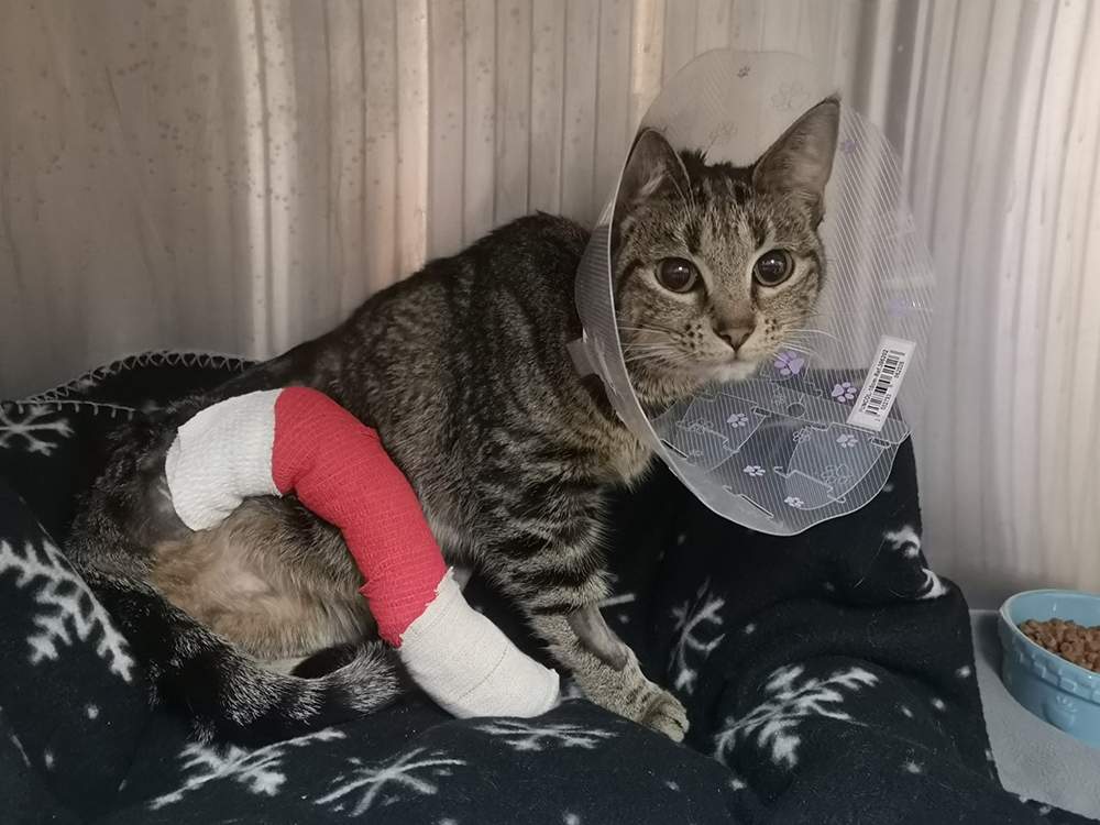 The B.C. SPCA says Holly was found outside an emergency vet clinic in Kelowna, crying, shivering and suffering from a serious leg injury.