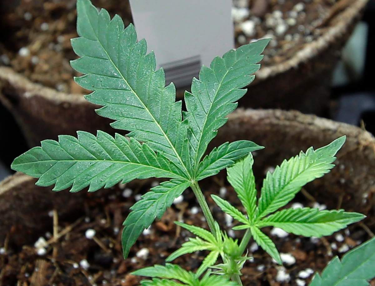 FILE - In this July 12, 2018 file photo, newly transplanted cannabis cuttings grow in soilless media in pots at Sira Naturals medical marijuana cultivation facility in Milford, Mass.