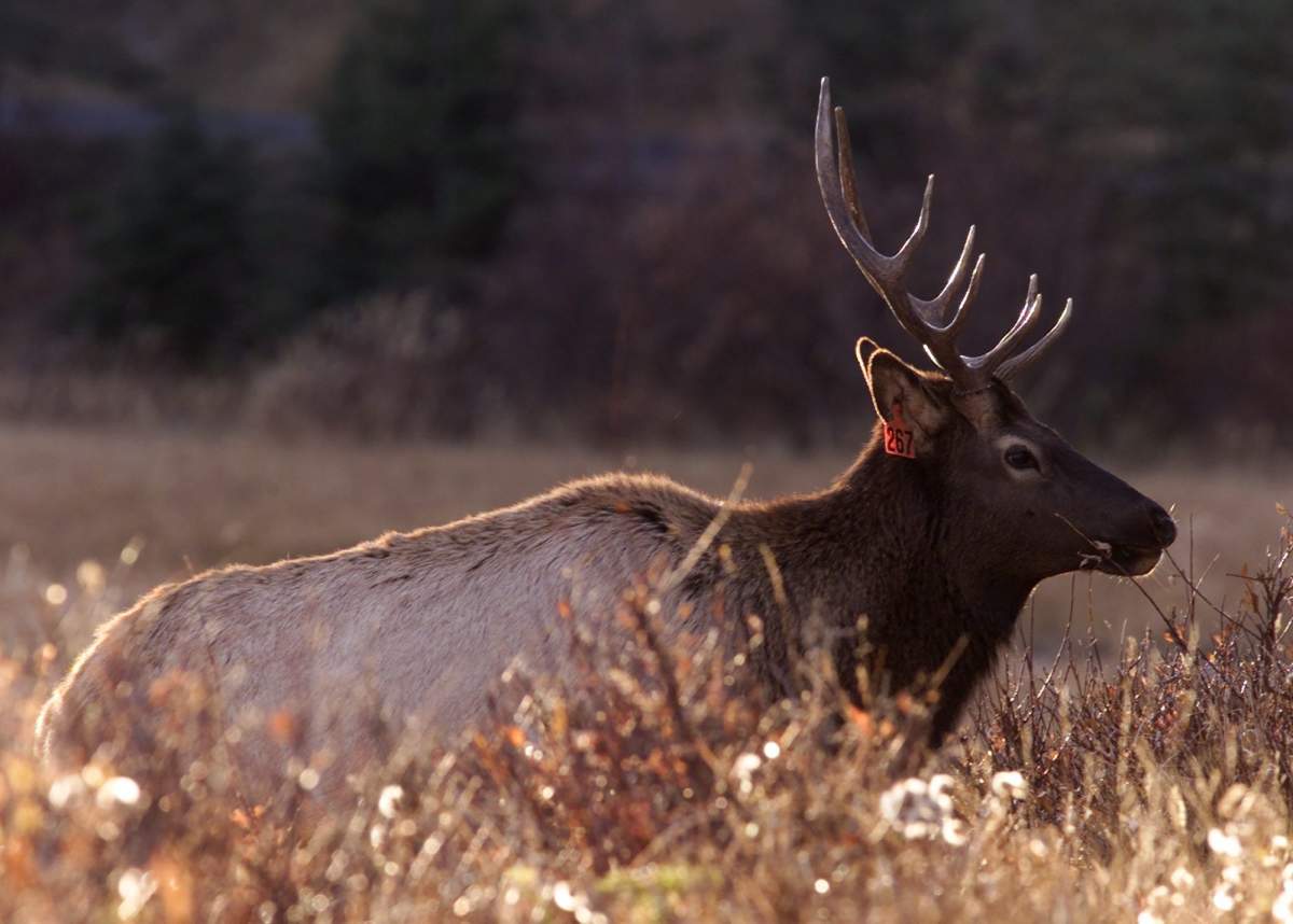 STOCK--A male Elk wanders through the grass along the Vermillion Lakes near Banff, Alberta Wednesday November 1, 2000. (CP PHOTO/Adrian Wyld).