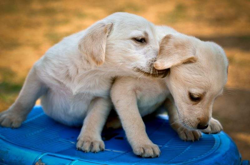 Puppy scams where buyers provided payment but did not receive their pet. 