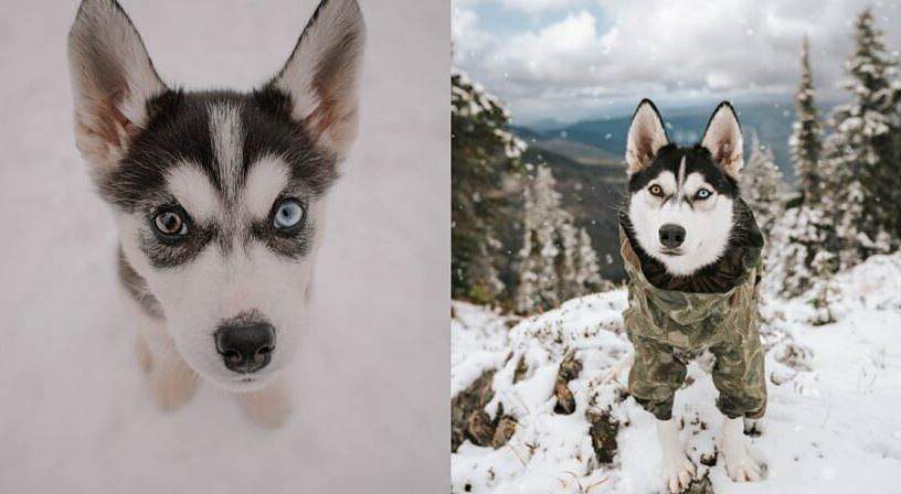 Originally named Amka, Fiction was one of the 17 husky puppies that was surrendered on Christmas Eve in 2019.