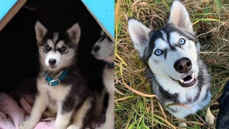 Seventeen husky puppies that were surrendered on Christmas Eve last year were adopted and have grown up into young, playful dogs. Above is a before and now picture of Koda, one of the puppies. This week, the BC SPCA gave an update as to how they’re doing.