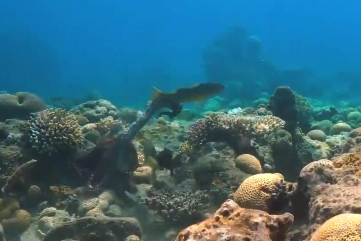 An octopus lashes out at a fish in the Red Sea in this image from video.