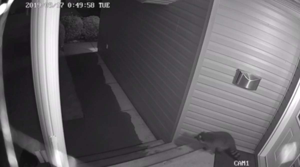 Raccoon captured on camera in the MacEwan neighbourhood in September 2019.