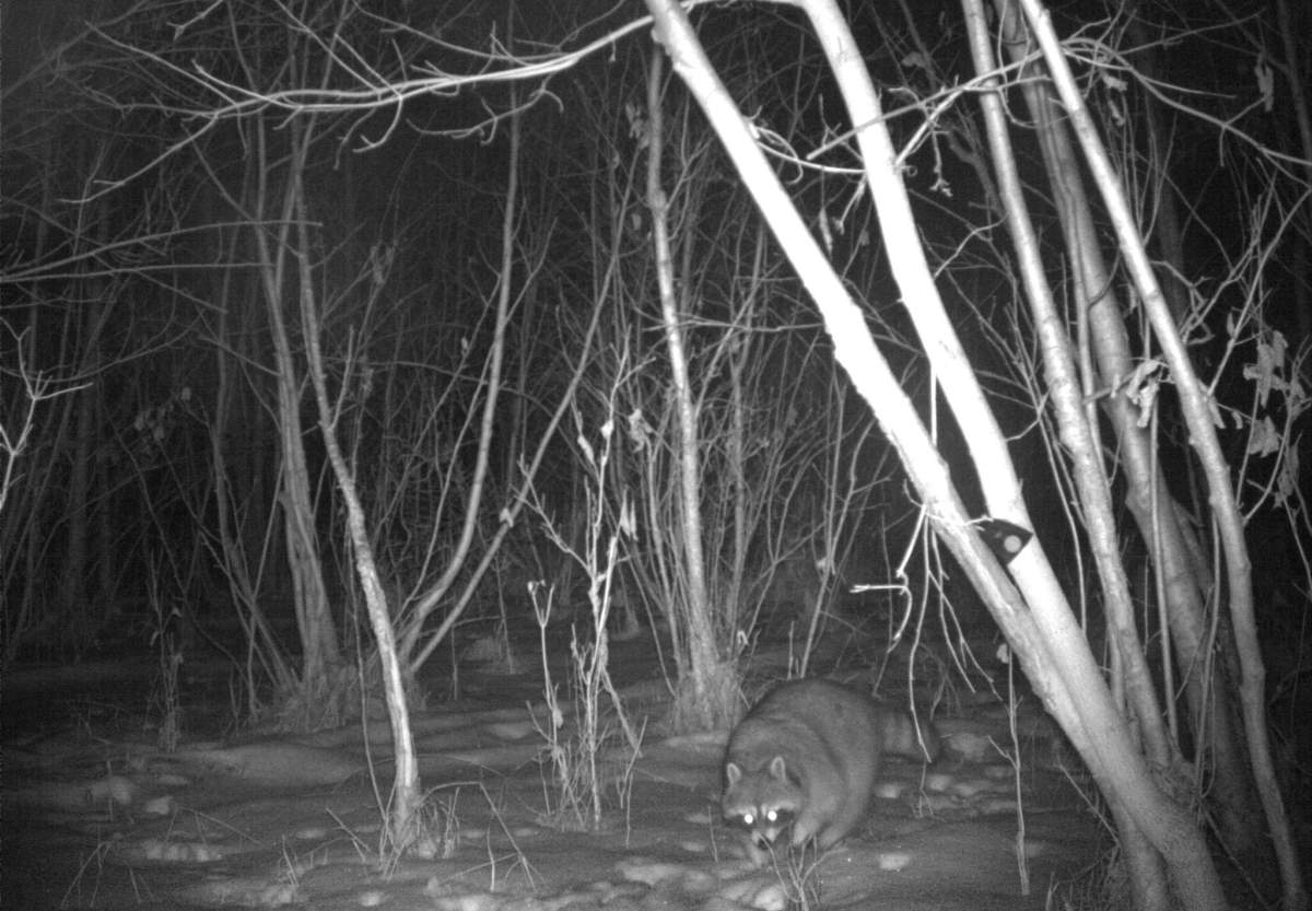 Raccoon captured in the Blackmud Creek Ravine, near the intersection of 111 Street and 12 Avenue, in September 2020.