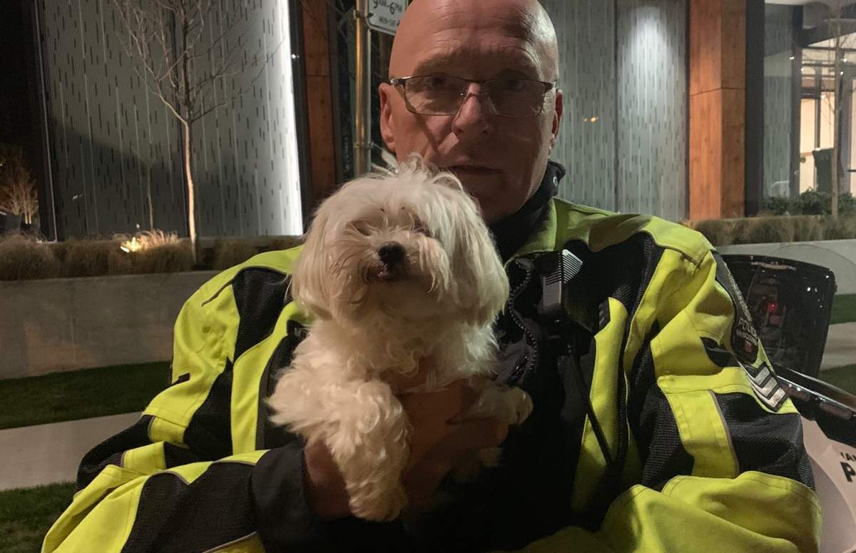 Bella, a Vancouver Maltese, is home safe after a joyride on a delivery truck this week. 