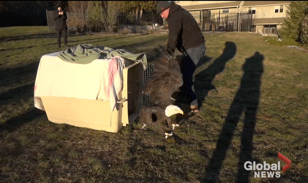 The eagle was released southwest of Havelock on Tuesday.