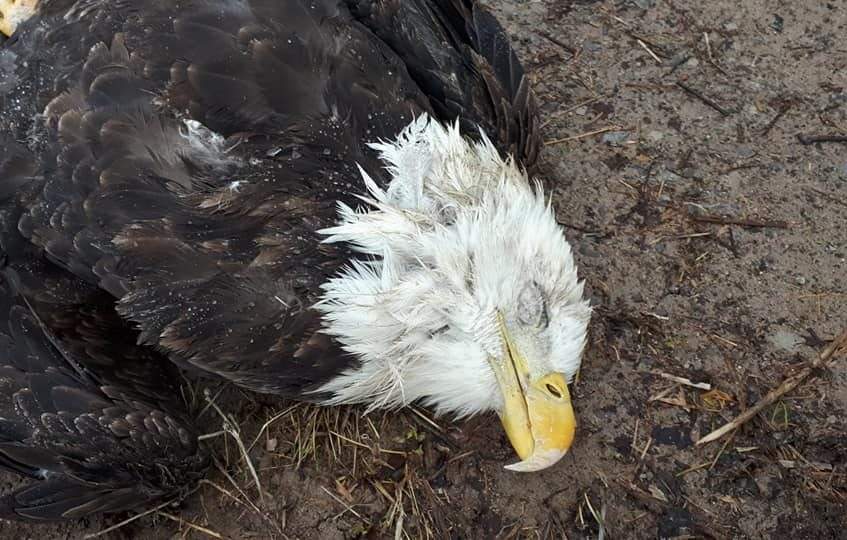 This bald eagle which was found injured east of Peterborough in late November.