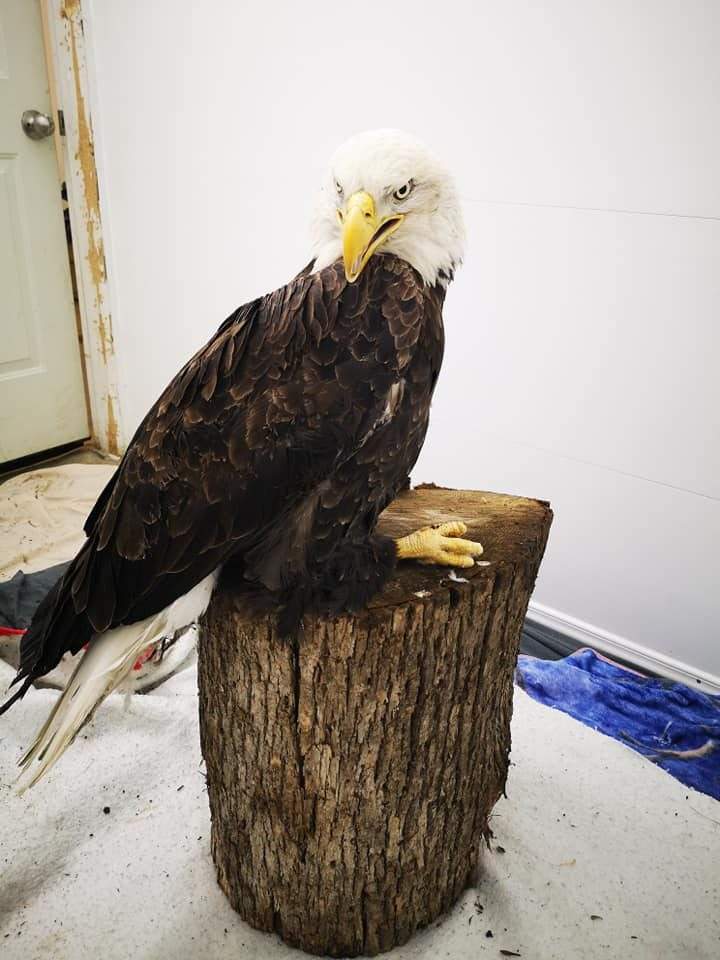 Within a day the eagle was standing, said officials at Sandy Pines Wildlife Centre