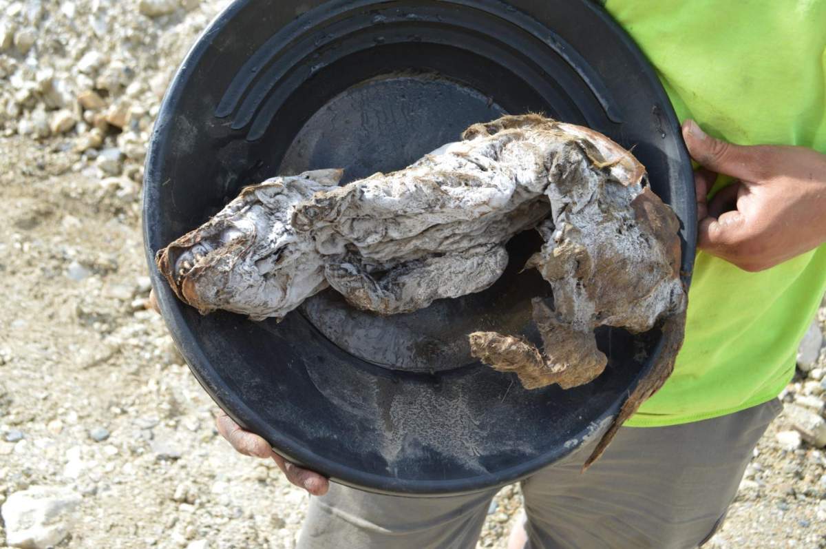 A mummified wolf pup is shown after it was found by gold miners near Dawson City, Yukon, in July 2016.