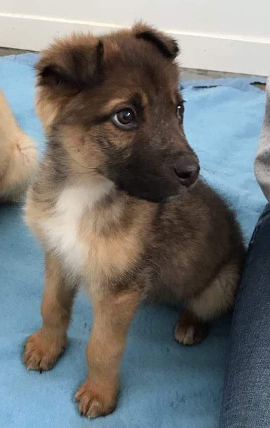 Hank, one of the puppies abandoned on an Alberta highway this month, is pictured at the shelter.