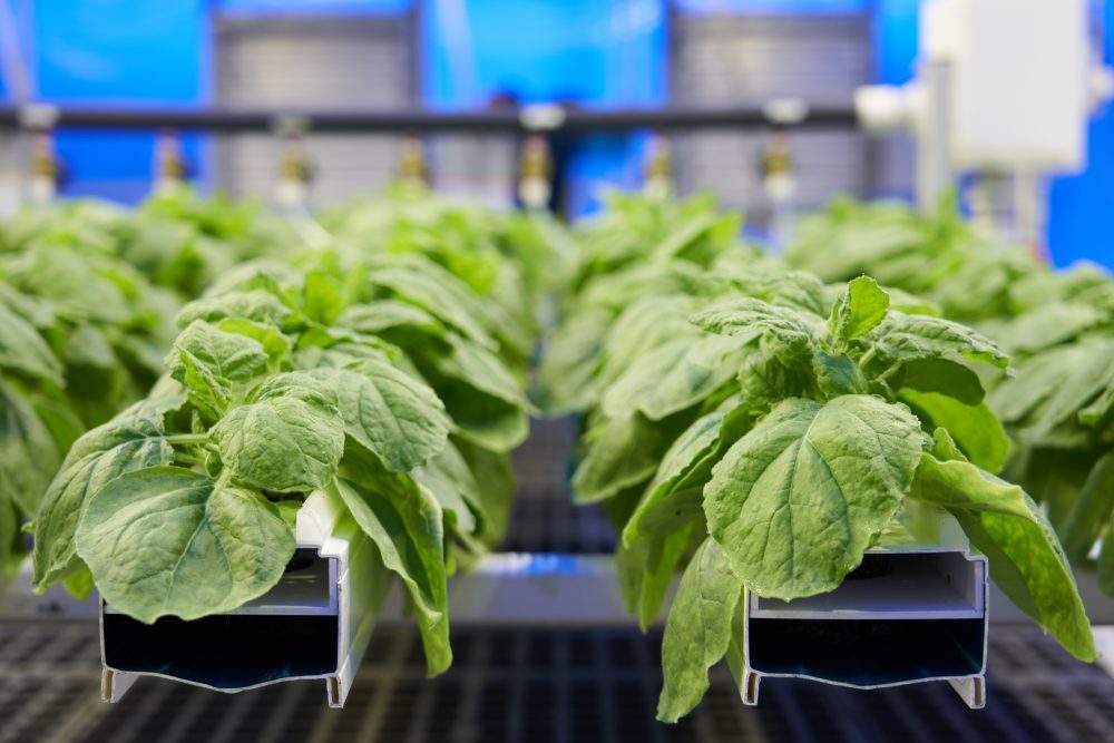 Medicago uses Nicotiana Benthamiana, a cousin of the tobacco plant, to produce its vaccine.