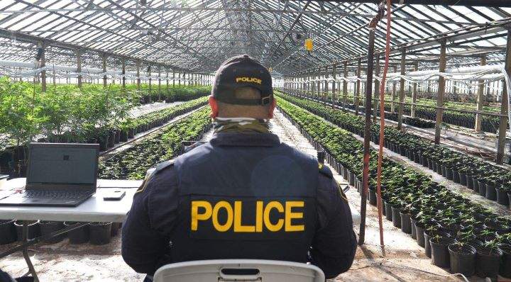 Over the last two years, investigators say they've also executed 152 warrants across Ontario and seized more than 180,000 cannabis plants, as well as more than $3.2 million in Canadian currency.